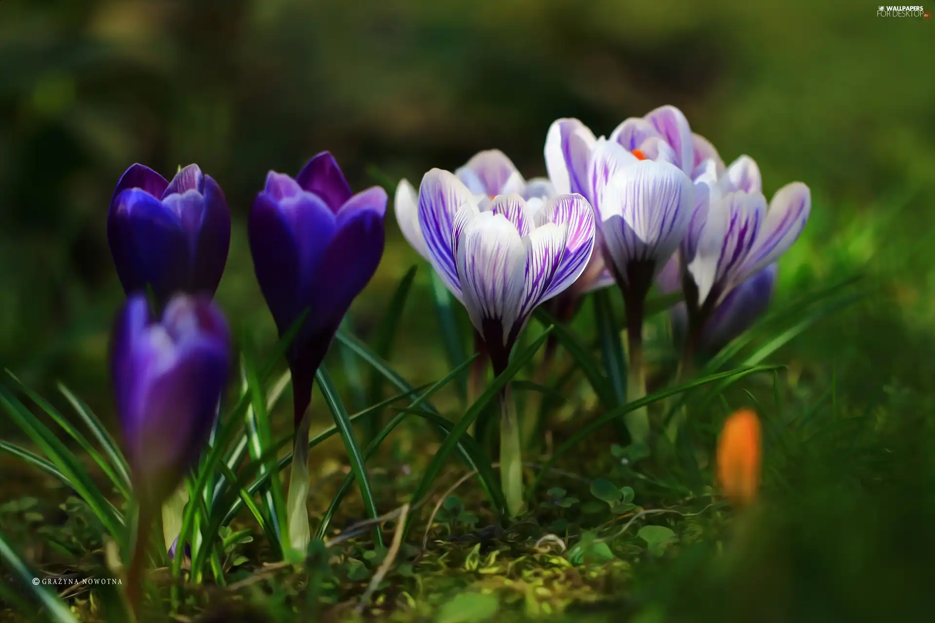 Flowers, purple, crocuses