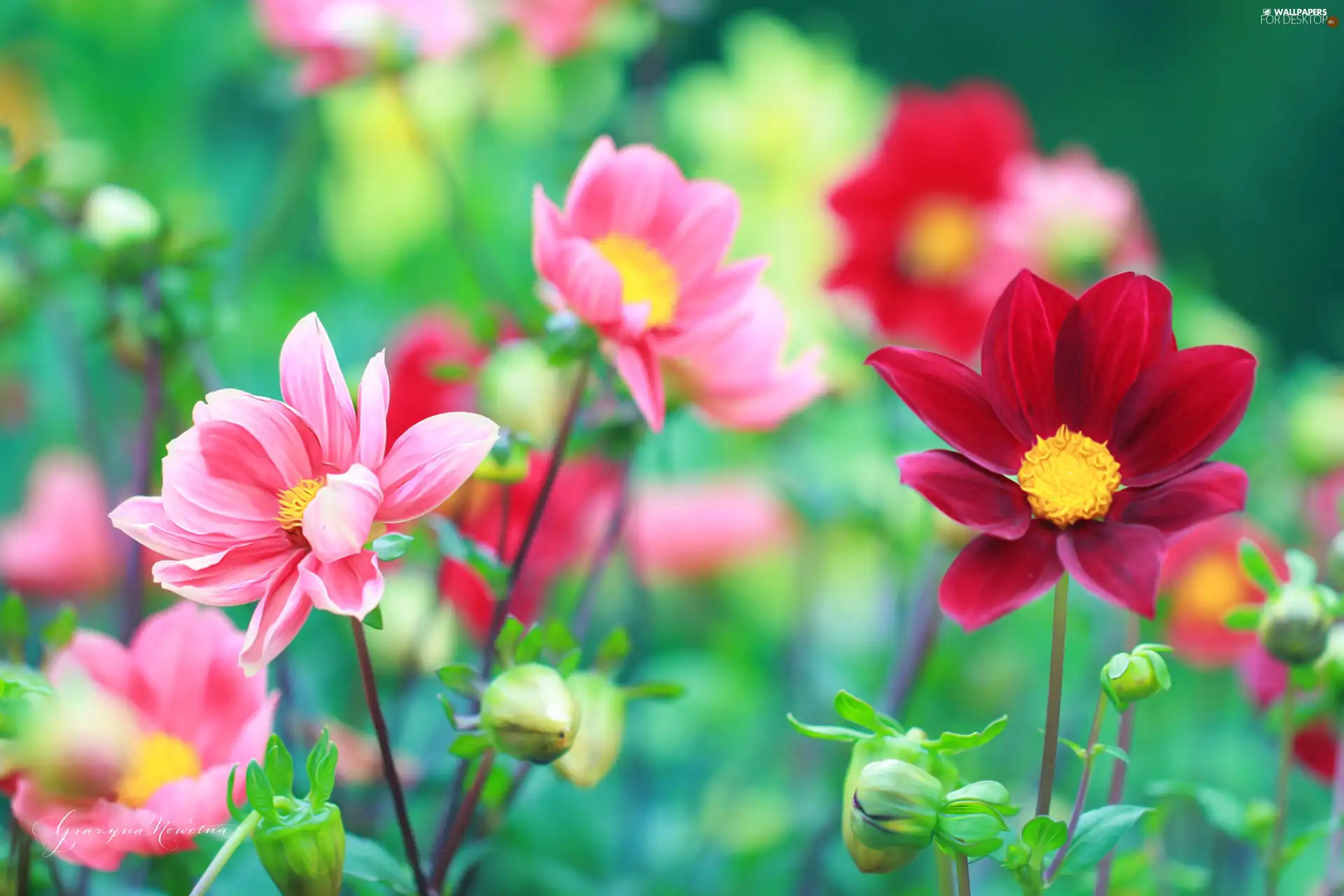 Flowers, color, dahlias