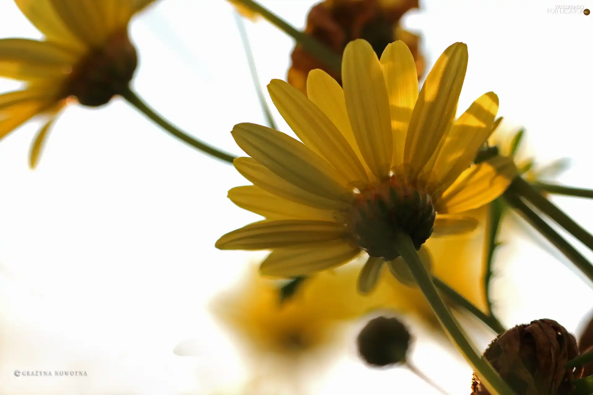 Flowers, Yellow, daisy