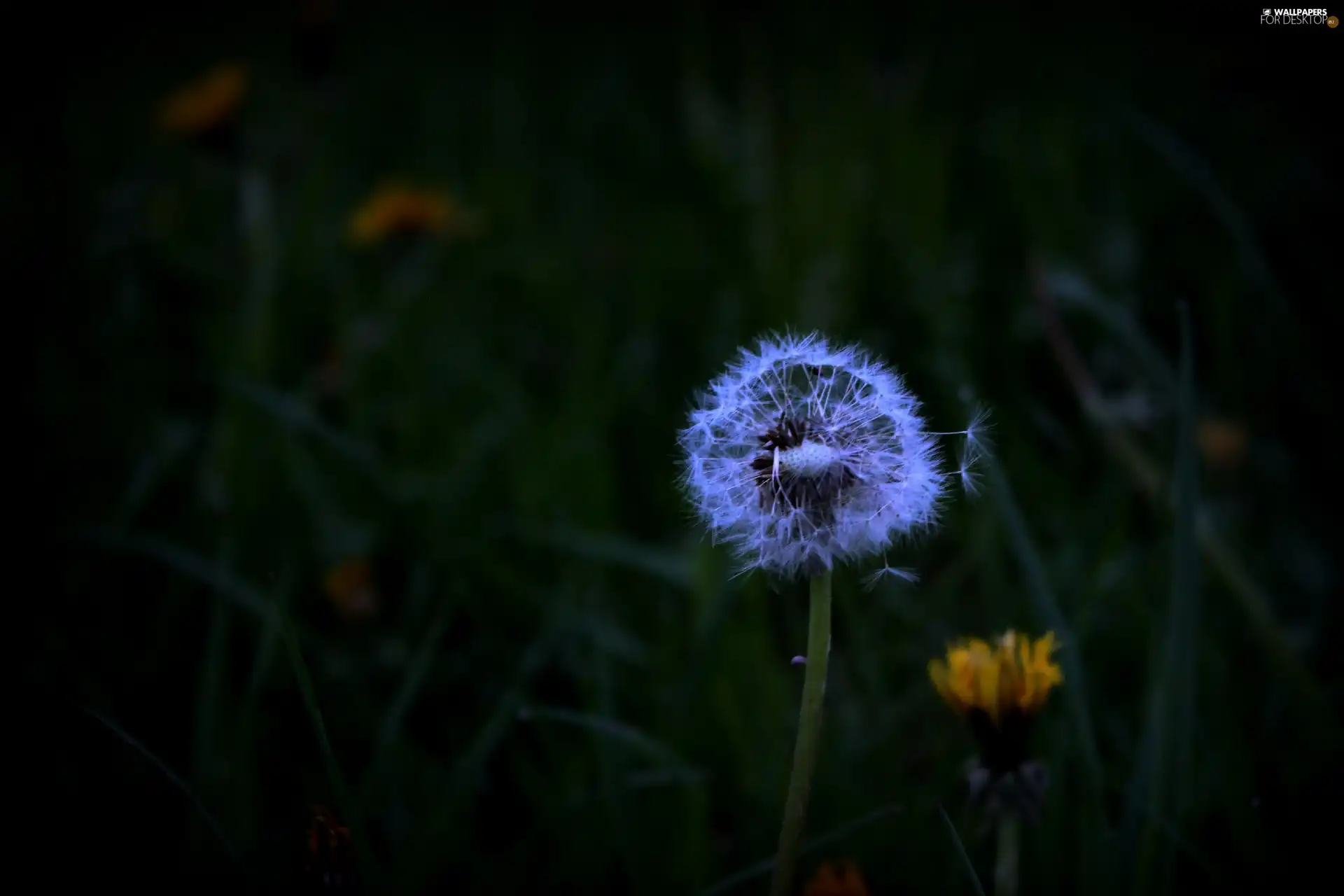 Common Dandelion, nature, Flowers