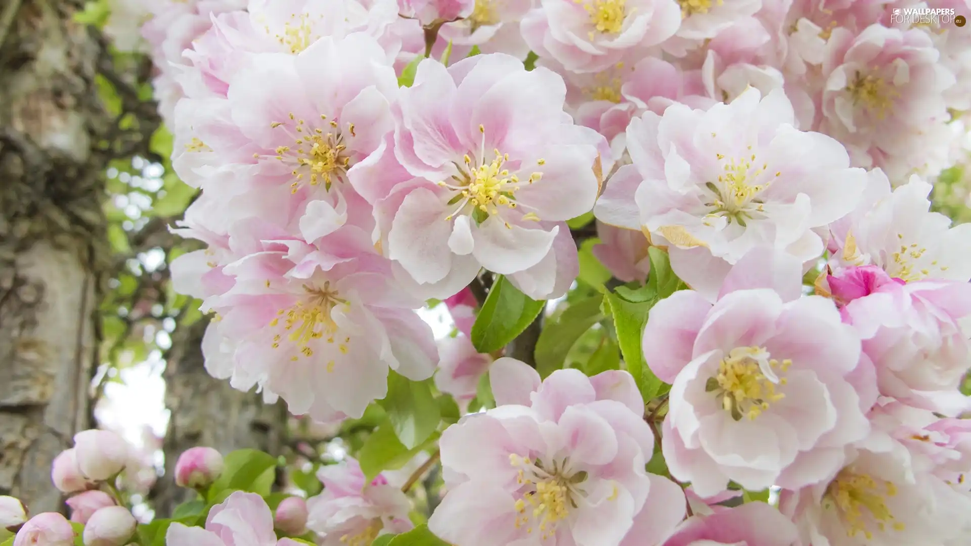 developed, flowers