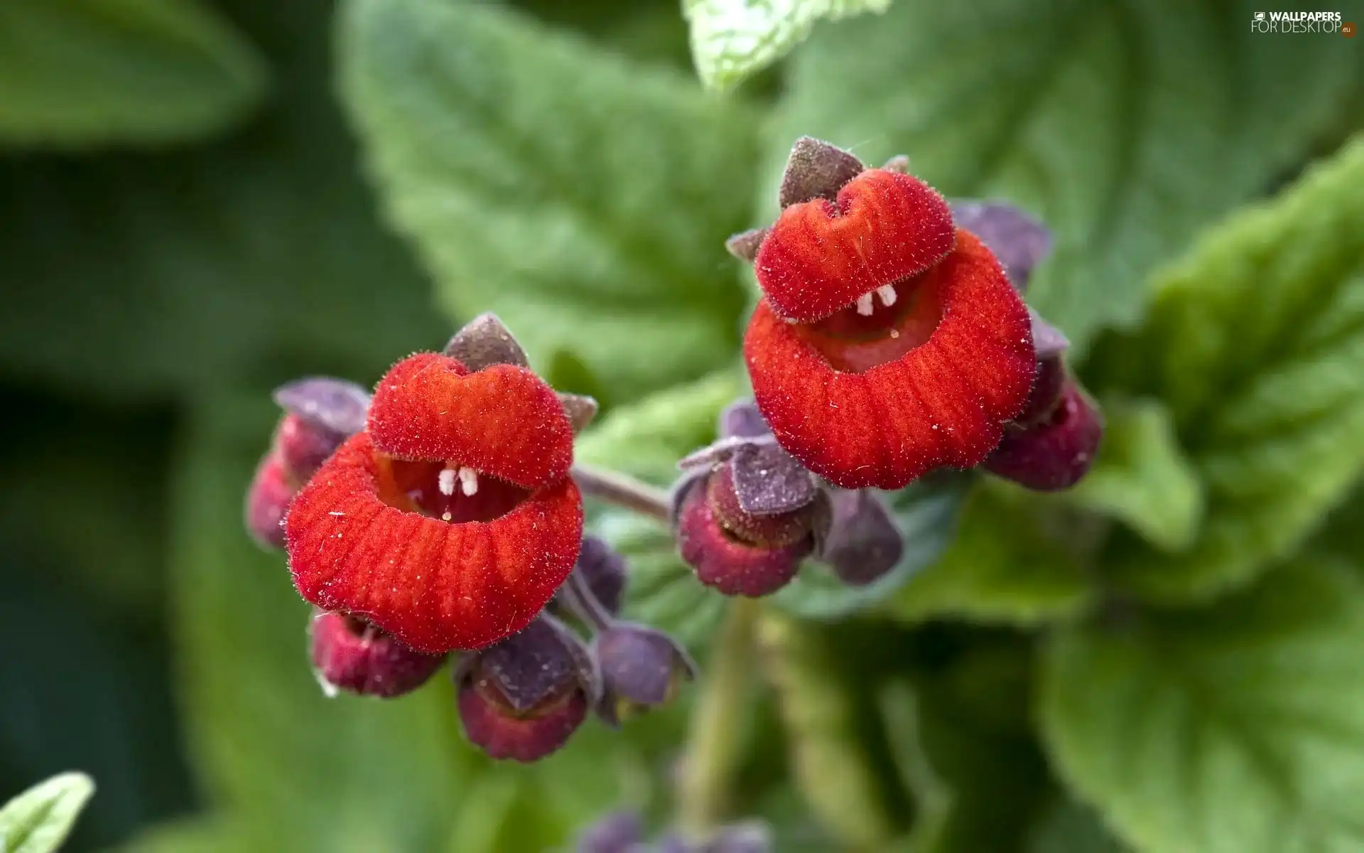 exotic, Flowers