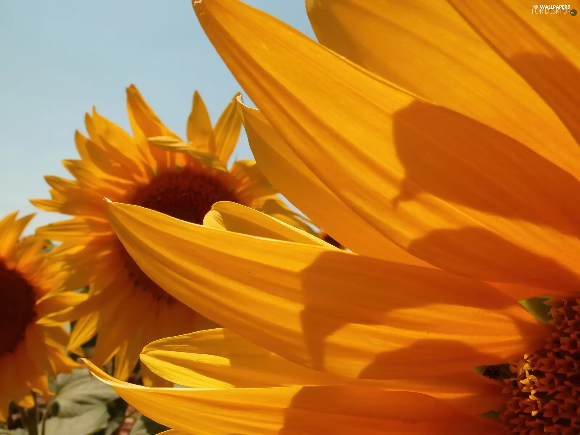 flowers, Yellow, flakes