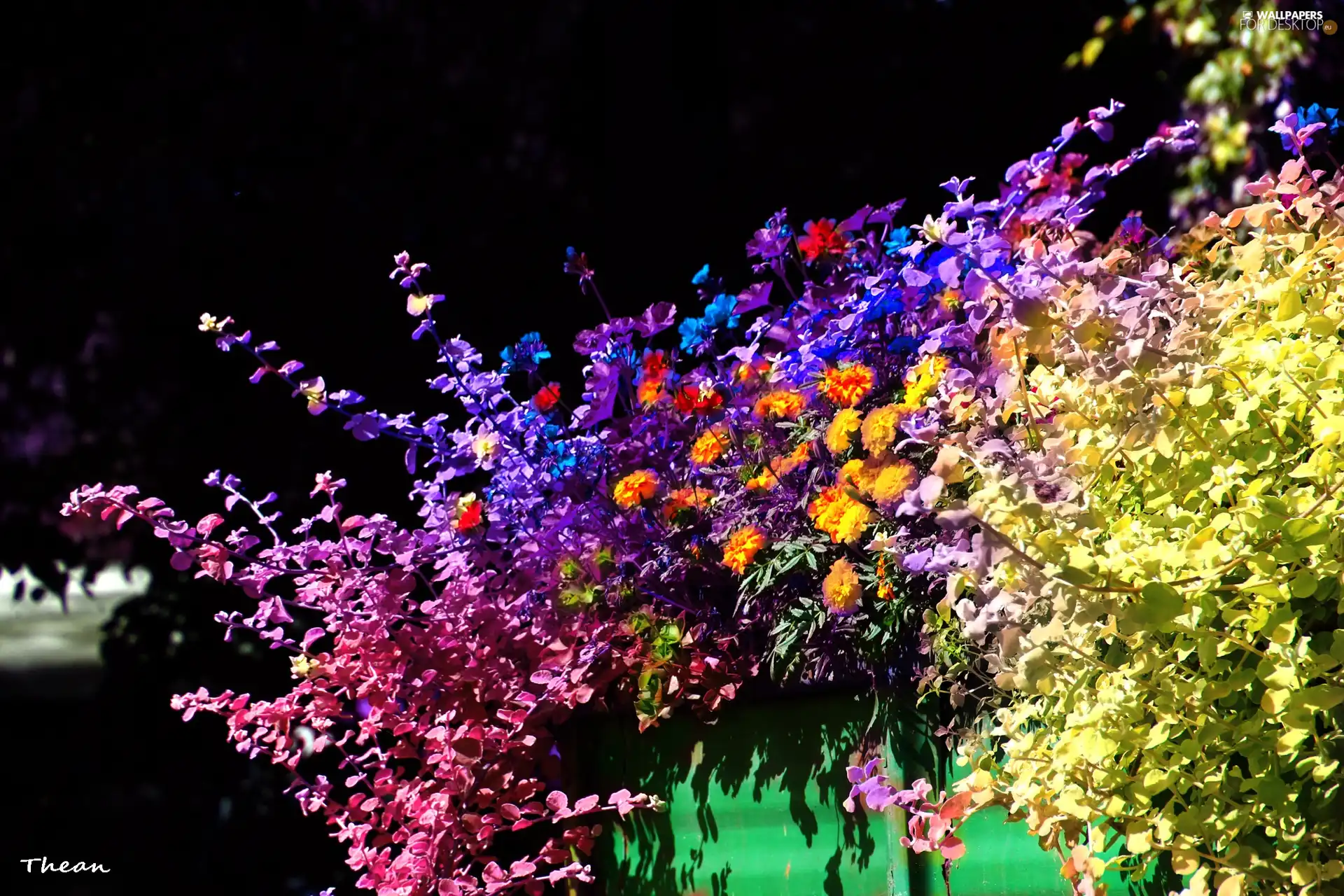 Flowers, color, flowerbed