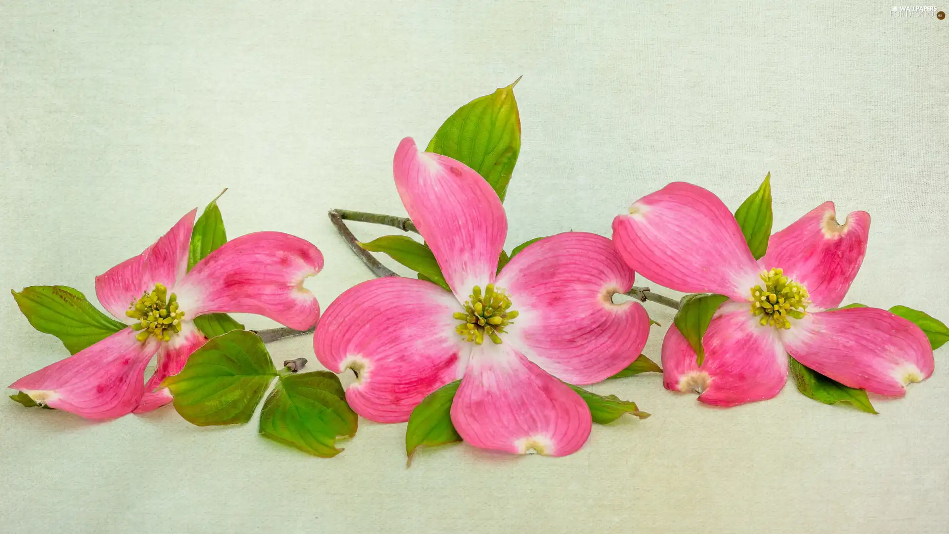 Three, Flowers, Flowering Dogwood, Pink