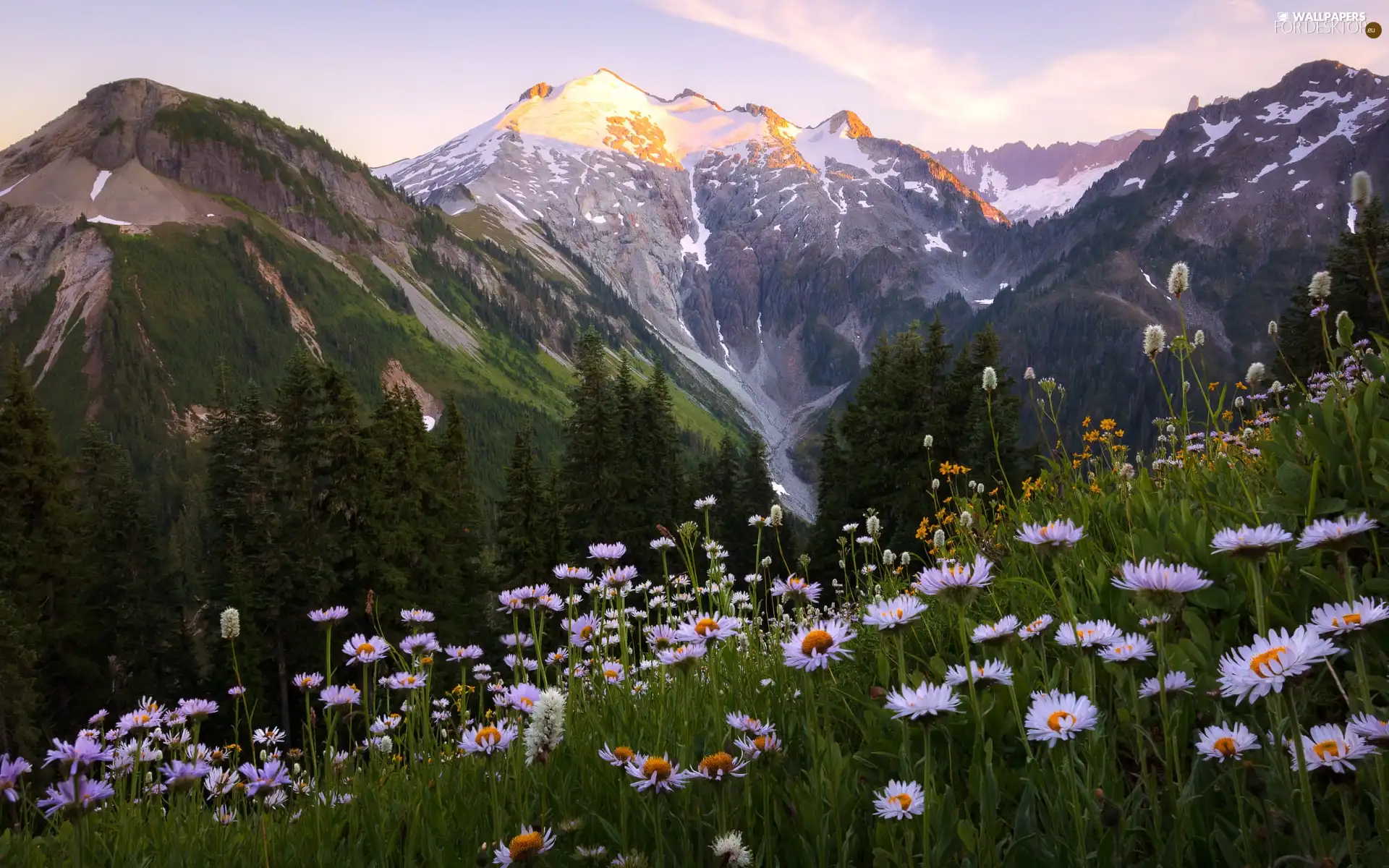 trees, Mountains, Meadow, Flowers, viewes, forest