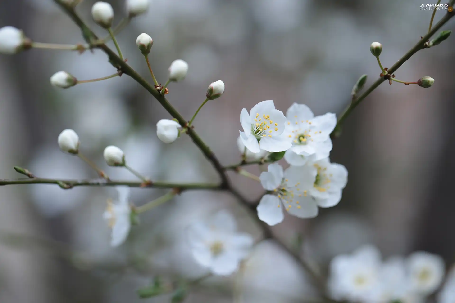 Twigs, Flowers, Fruit Tree, White