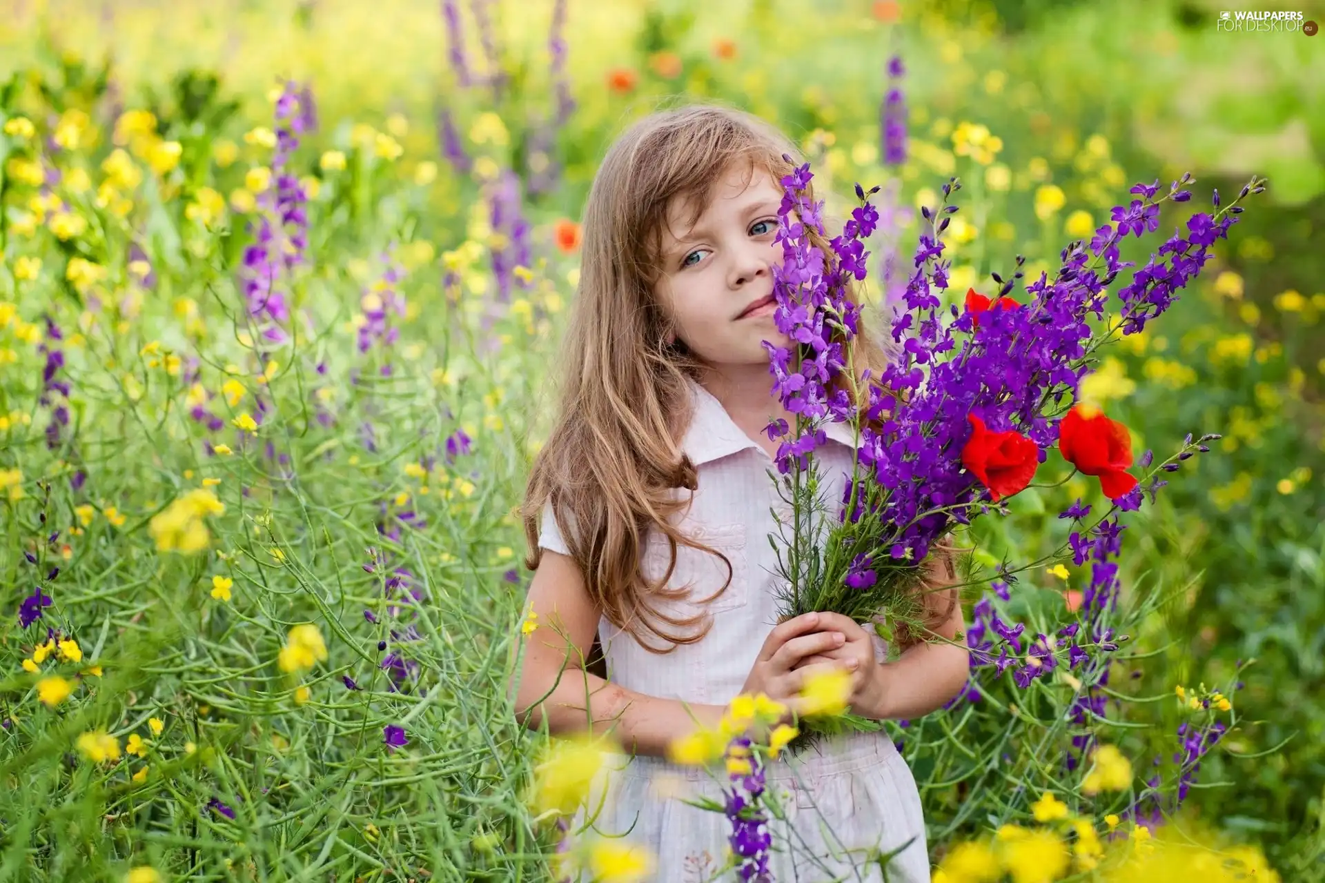 girl, Wildflowers, Flowers, Meadow