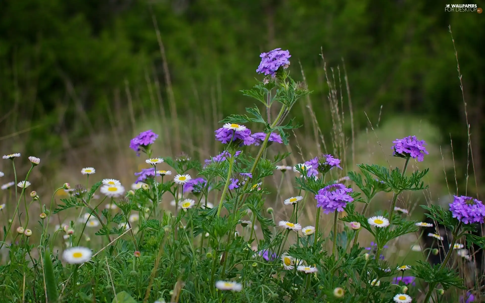 Meadow, purple, Flowers, daisies