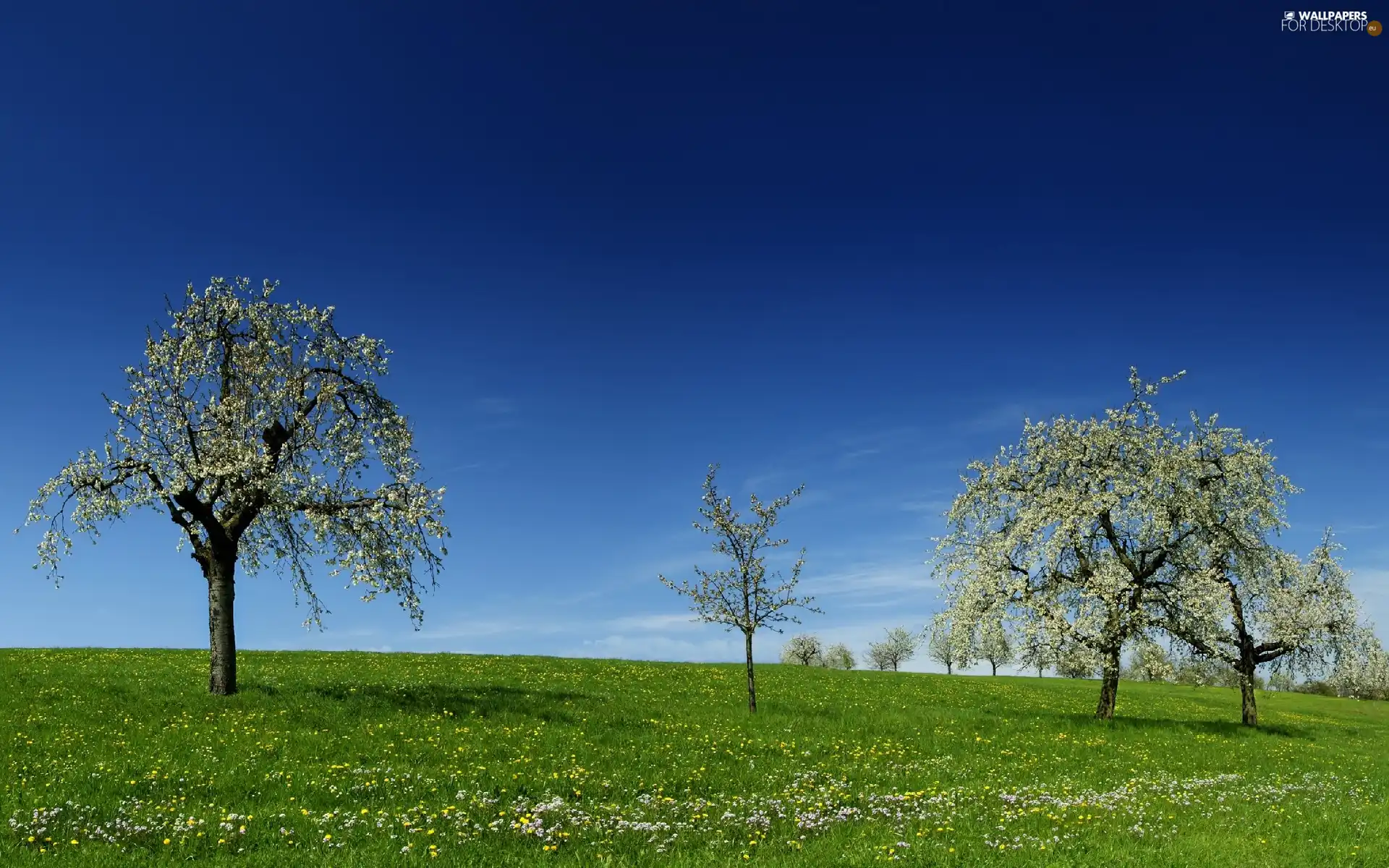 viewes, flourishing, Flowers, grass, Wildflowers, trees