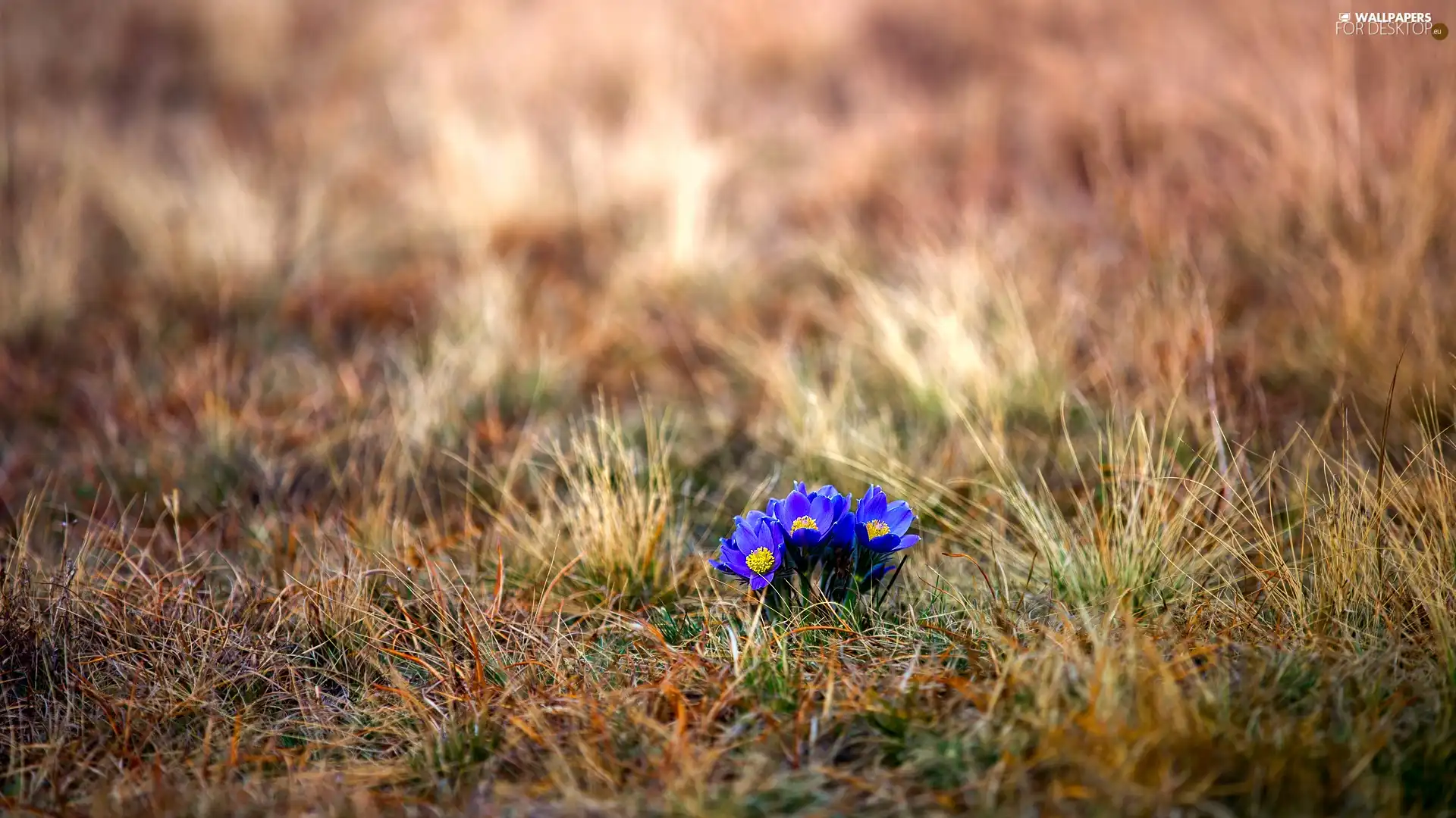 grass, flowers