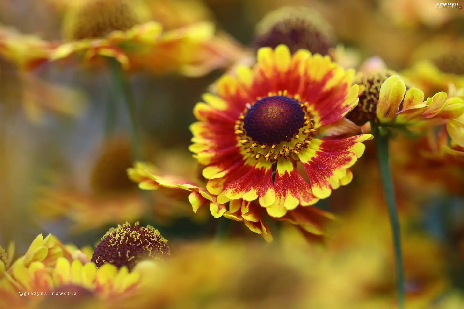 Helenium, Flowers
