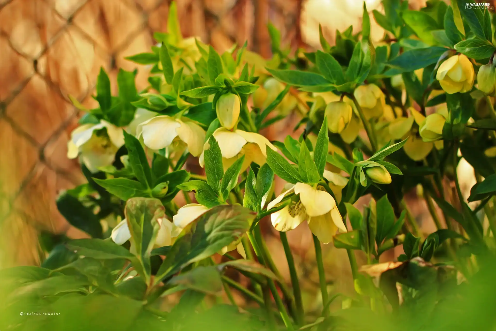 Flowers, Yellow, Helleborus
