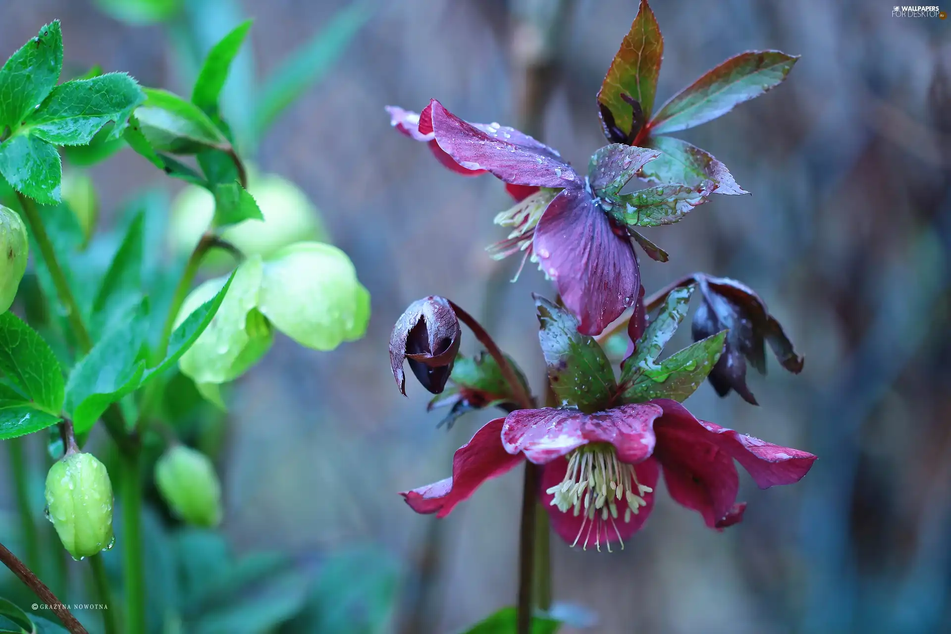 Helleborus, Flowers