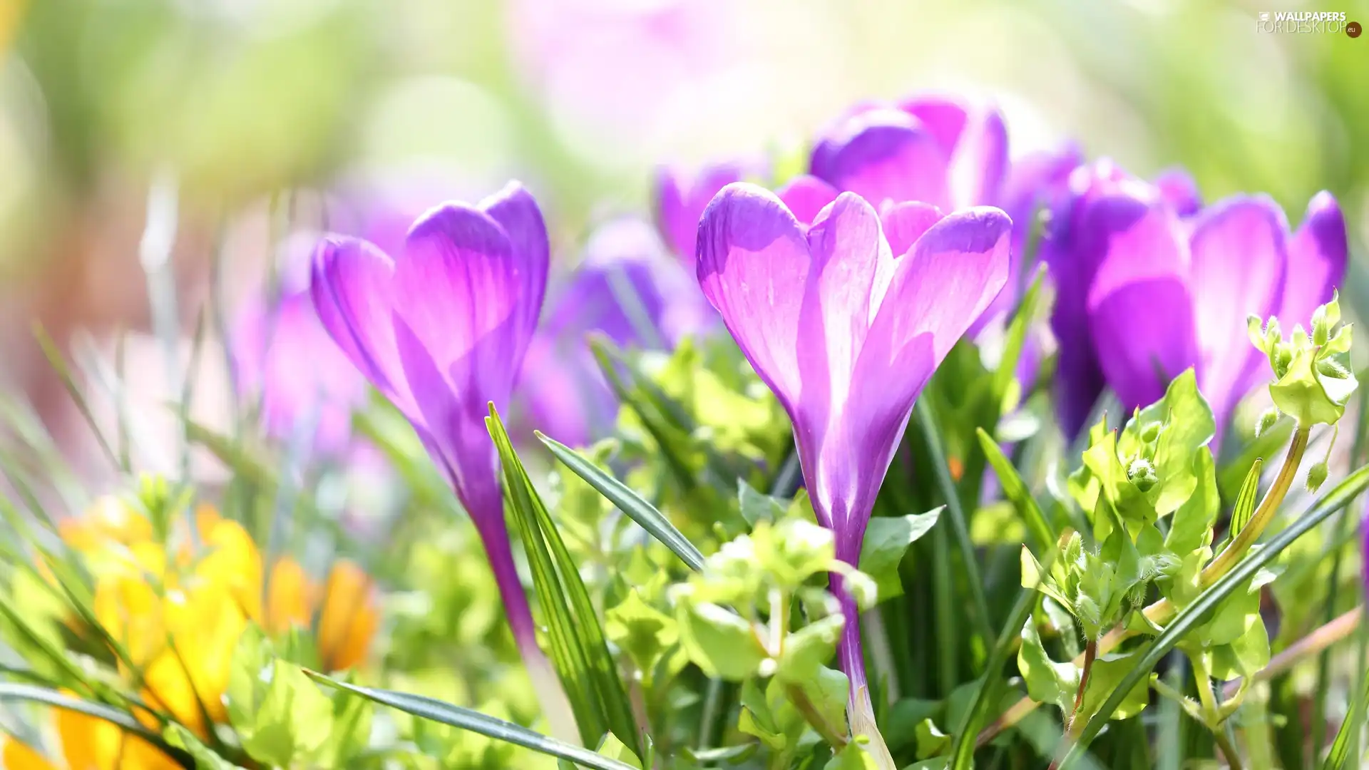 illuminated, purple, crocuses, Flowers