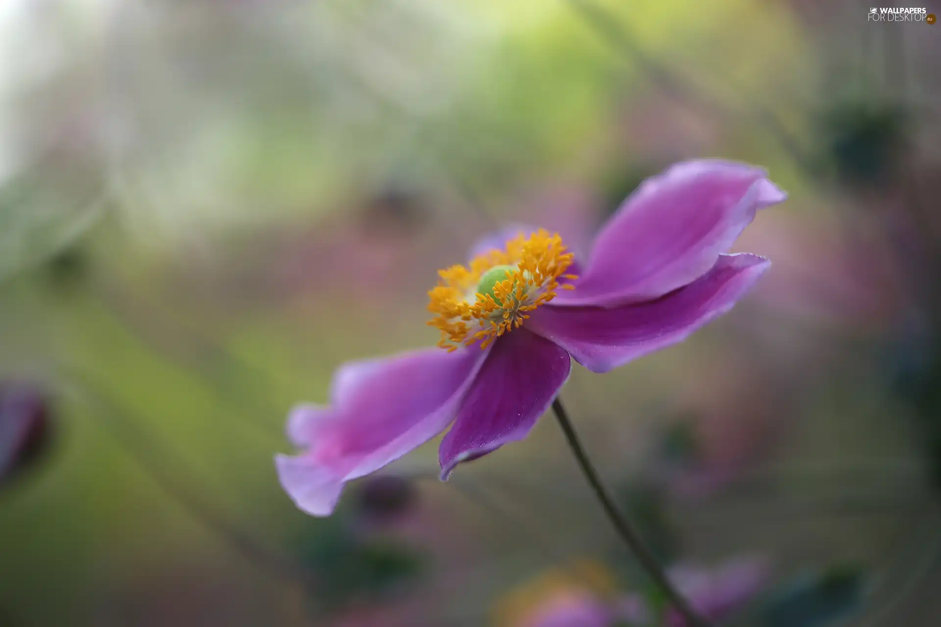 Colourfull Flowers, Japanese anemone, lilac