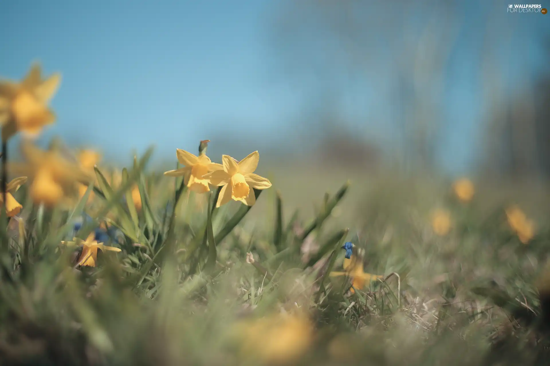 Flowers, Yellow, Jonquil