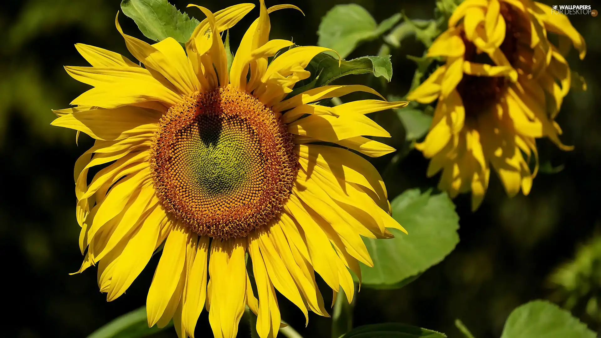 Leaf, Sunflower, Colourfull Flowers