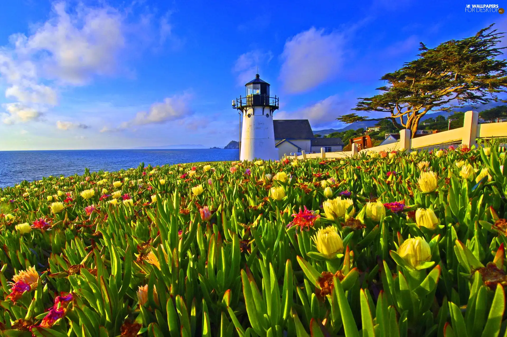 Lighthouse, sea, Flowers, maritime