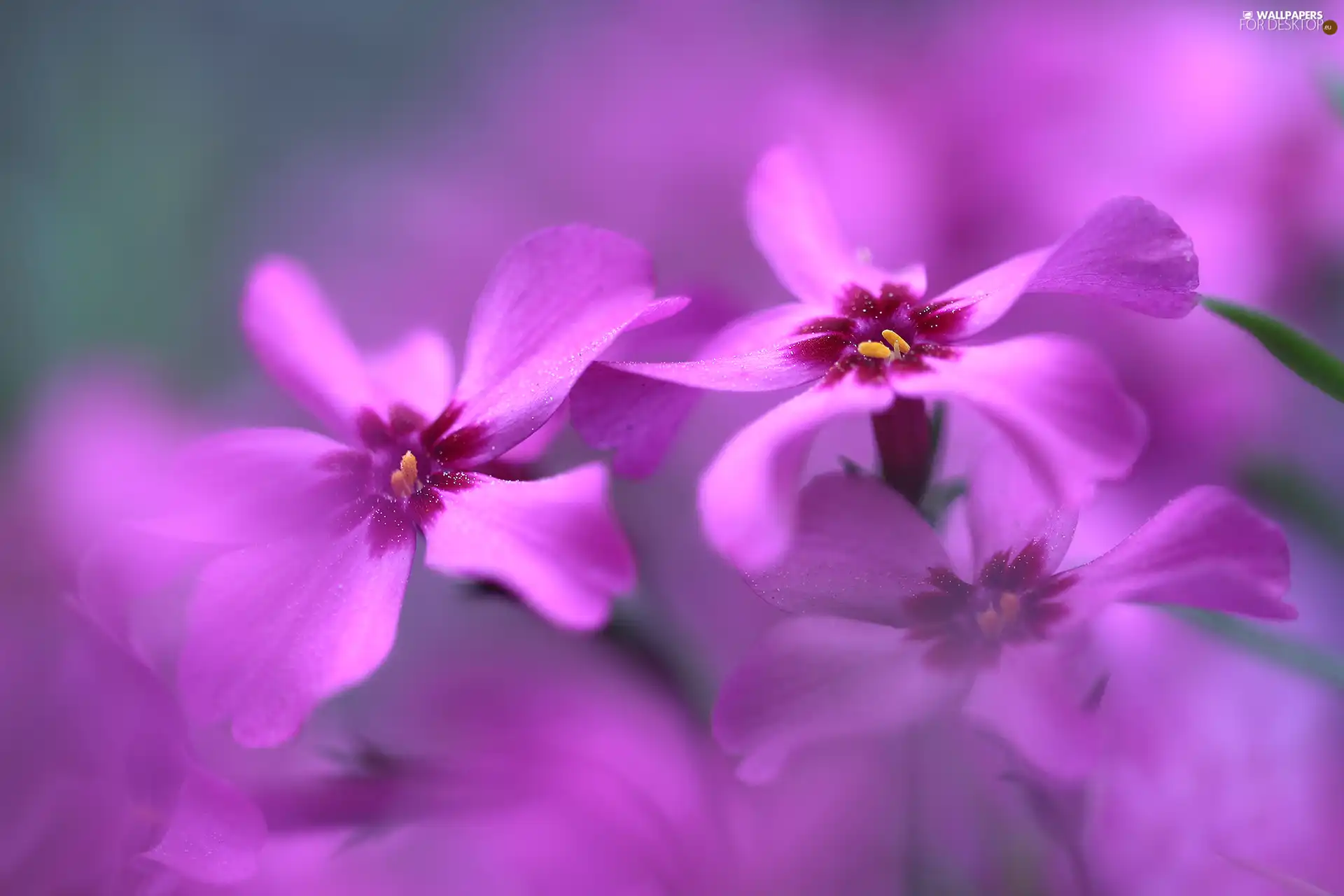 lilac, Flowers