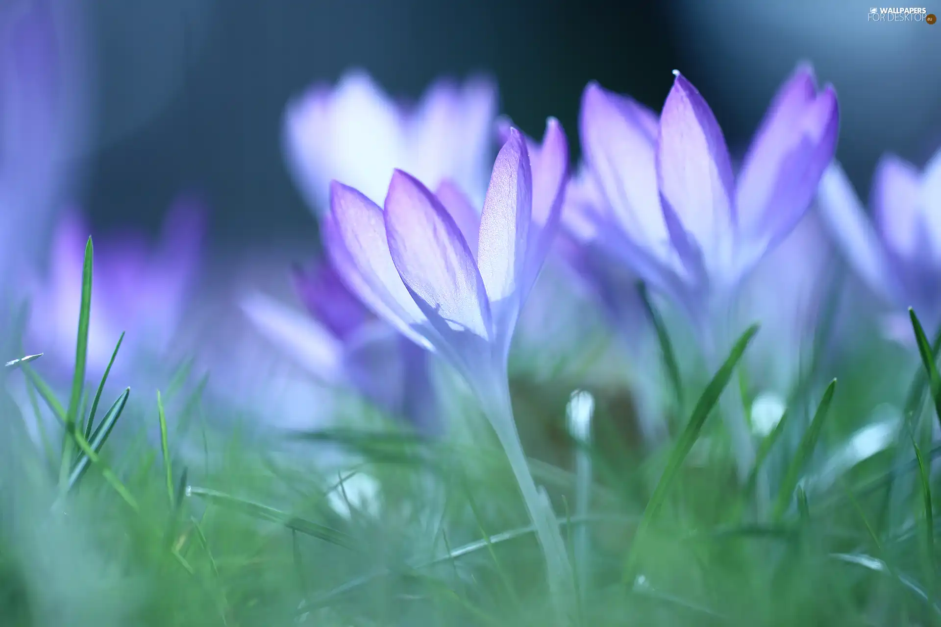 Flowers, crocuses, lilac