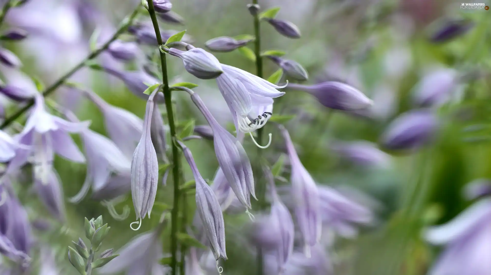 Flowers, Funkia, lilac