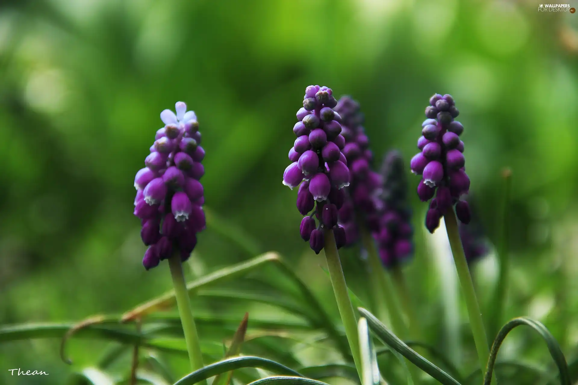 Flowers, Muscari, lilac