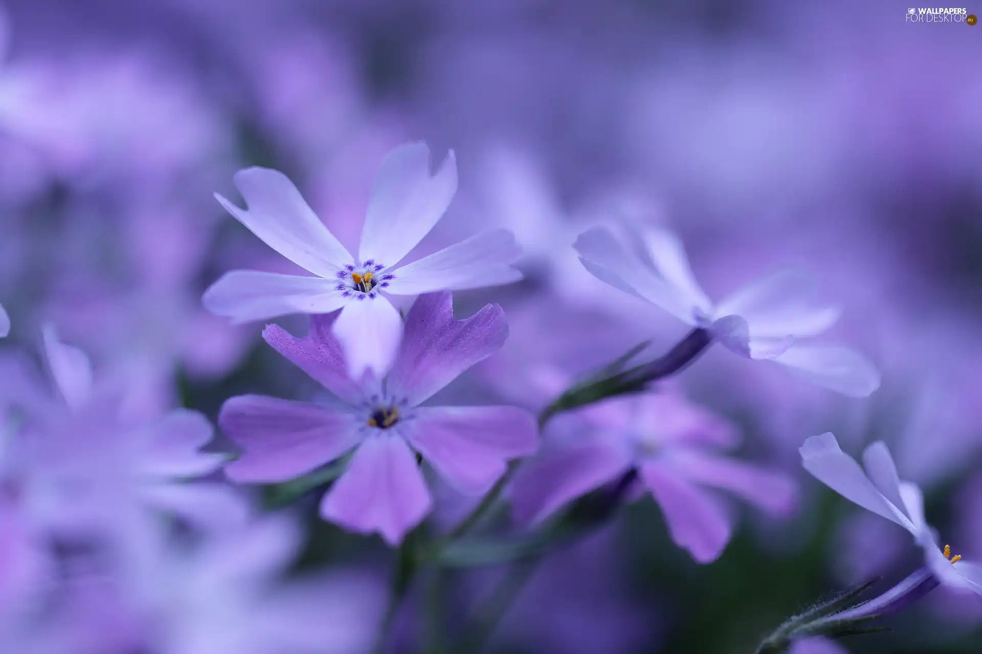 lilac, Flowers