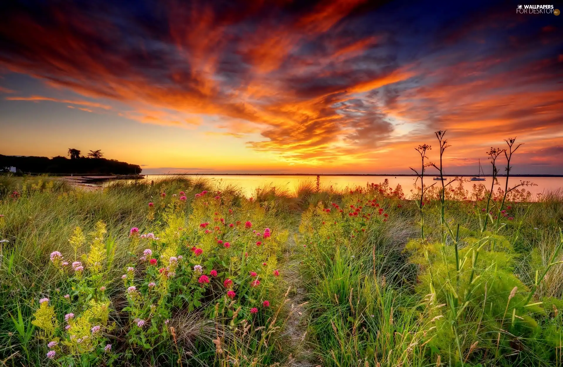 Meadow, Flowers, sun, grass, west, boats, lake, Golden