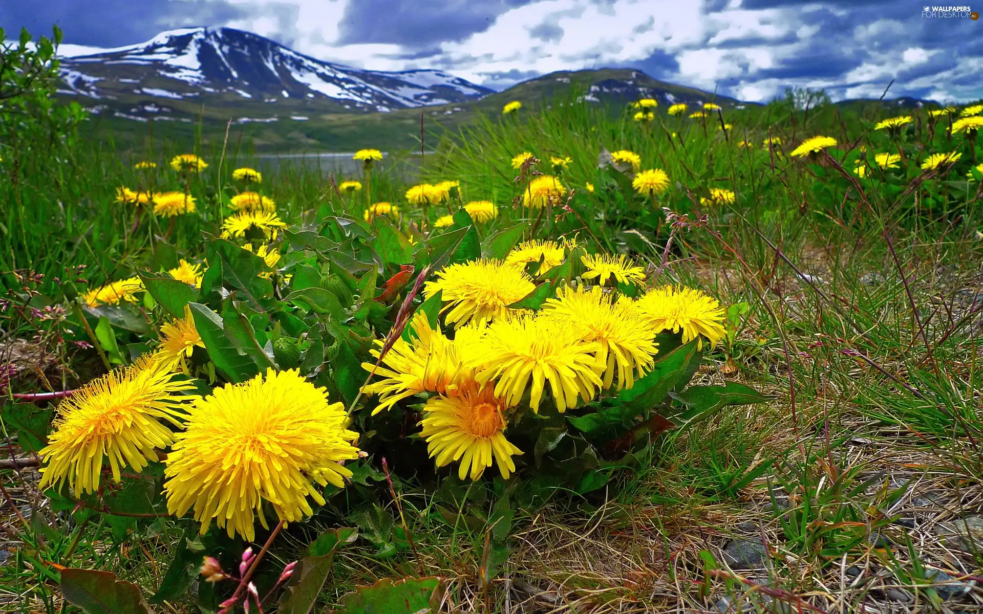 Mountains, Meadow, Flowers, River