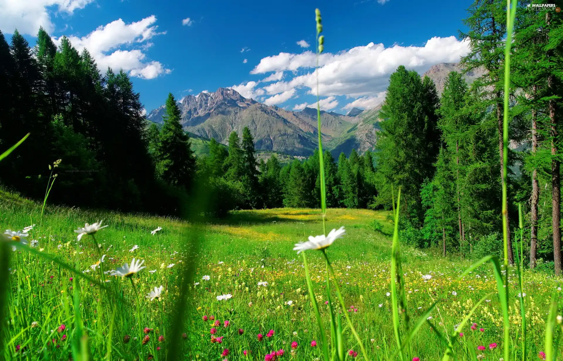 Mountains, Meadow, Flowers, woods