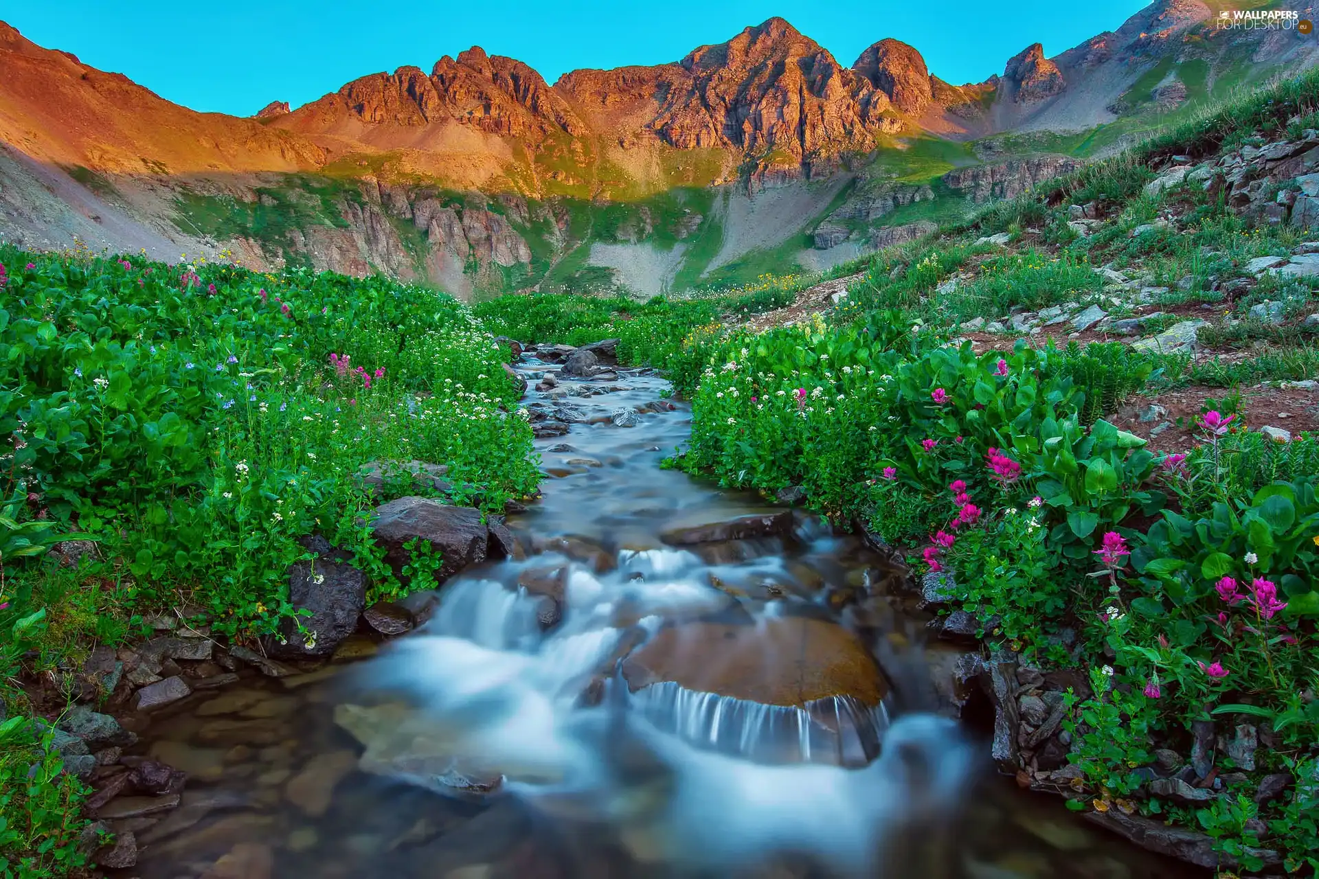 Mountains, Wildflowers, Flowers, flux