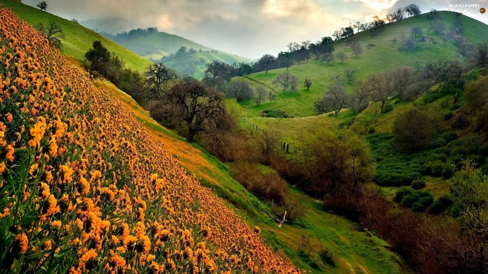 Mountains, Yellow, Flowers, Meadow