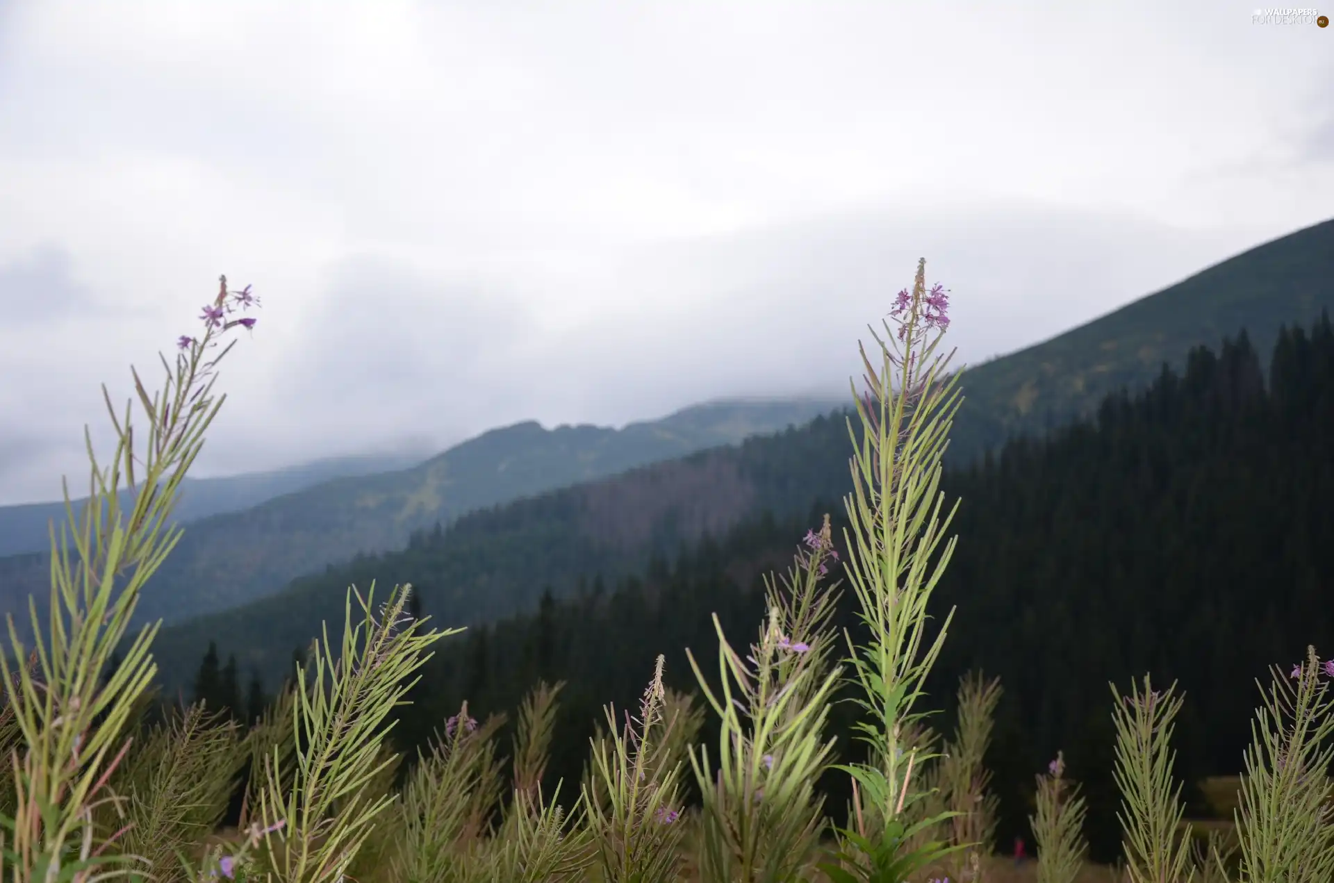 Mountains, Flowers