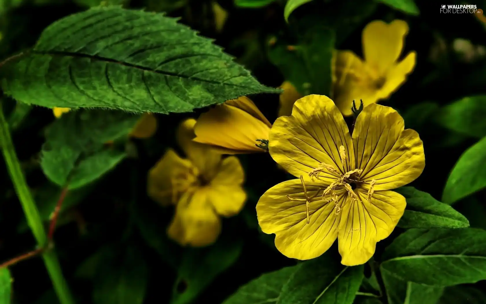 green ones, Yellow, Flowers, Leaf