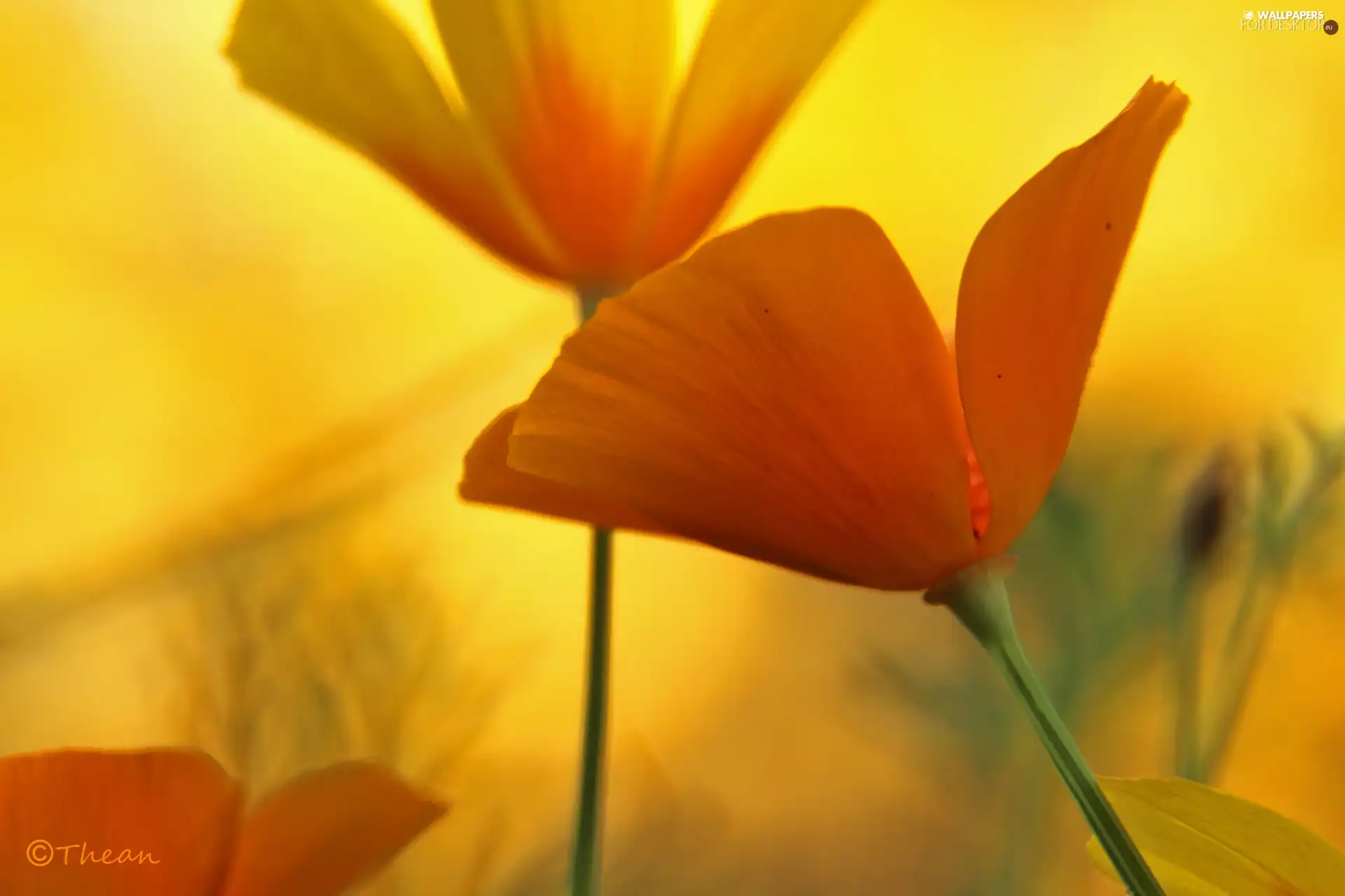 Flowers, Yellow, Orange