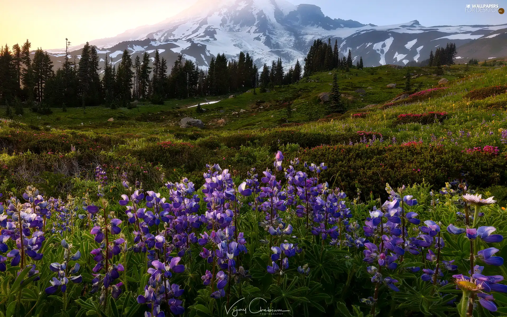 Stratovolcano Mount Rainier, Meadow, Mount Rainier National Park, Mountains, Washington State, The United States, lupine, Sunrise, Flowers
