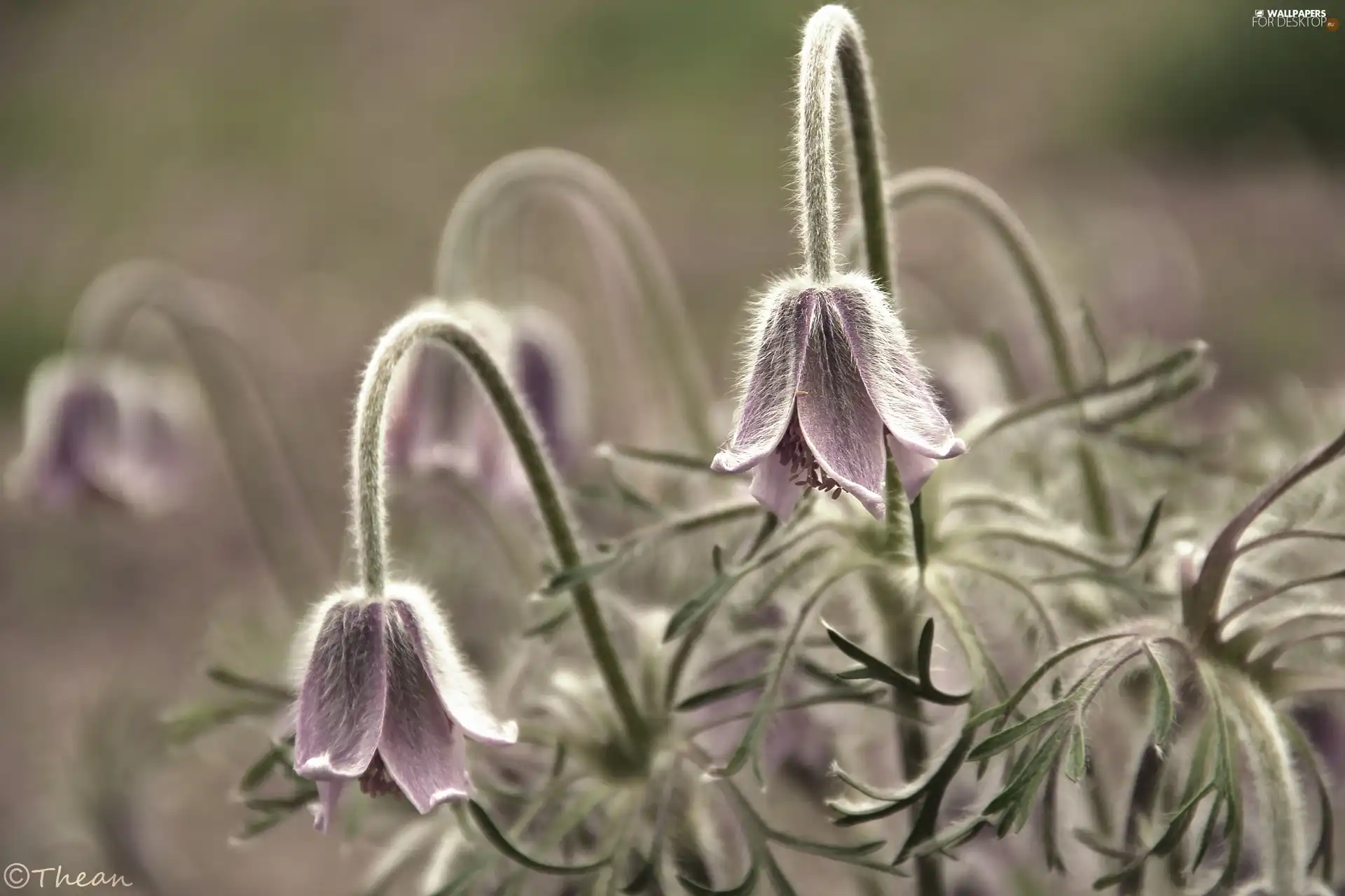 pasque, Flowers