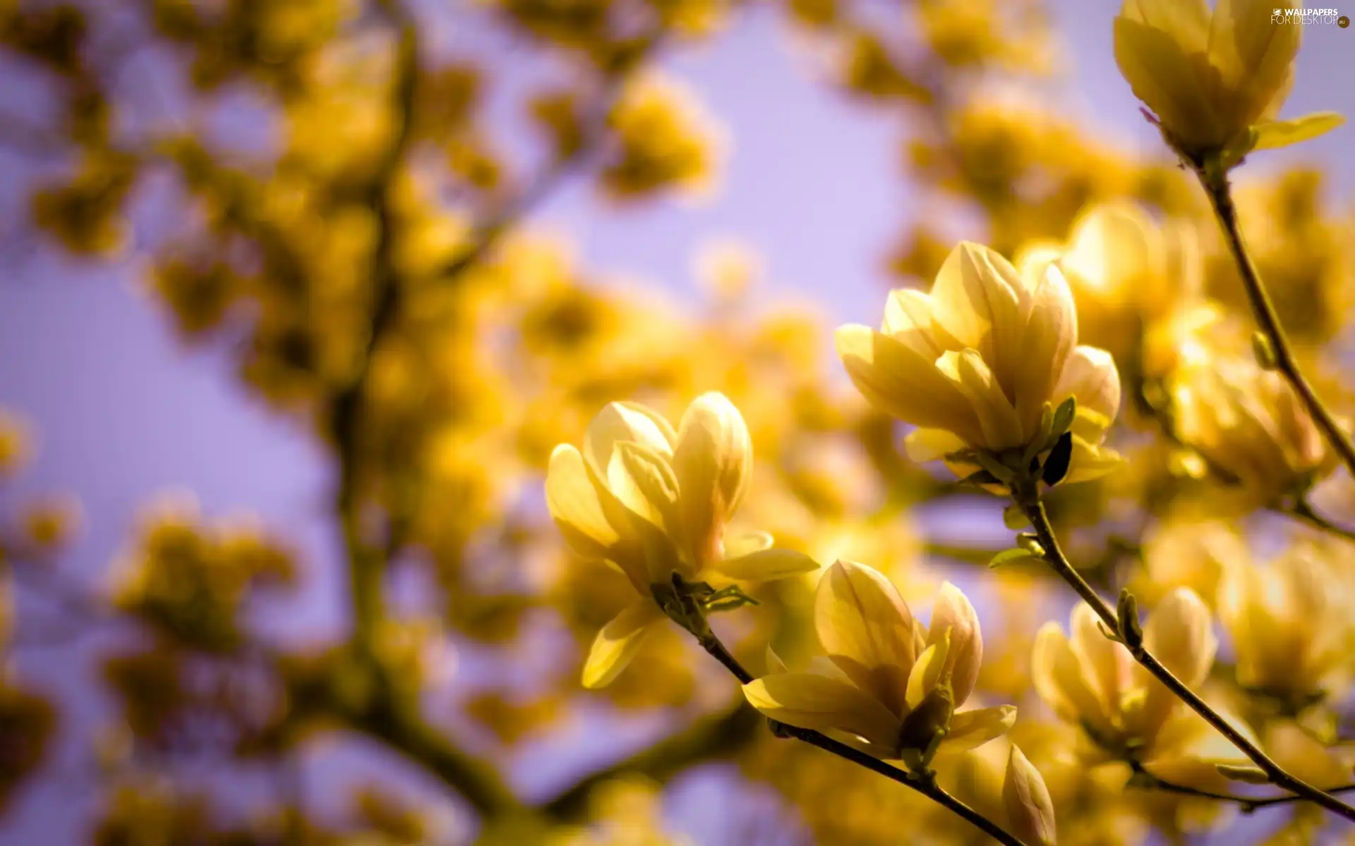 branch pics, Yellow, flowers