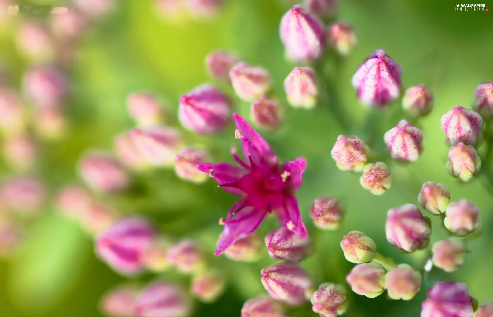 Pink, Flowers