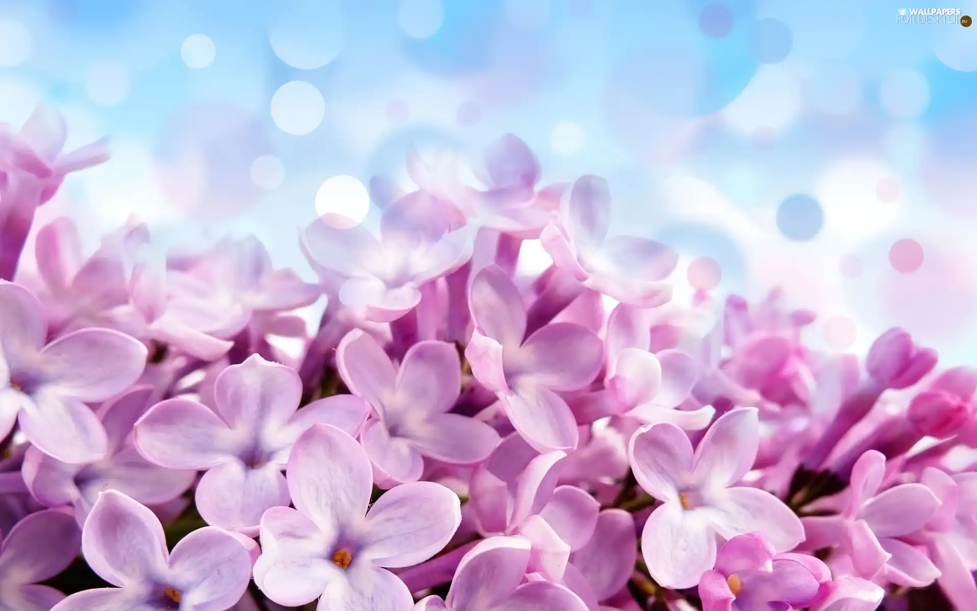 Pink, flowers