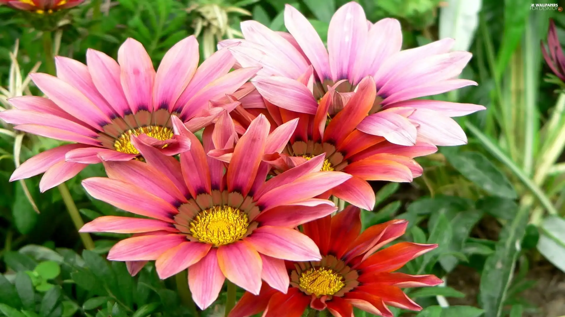 Pink, Flowers