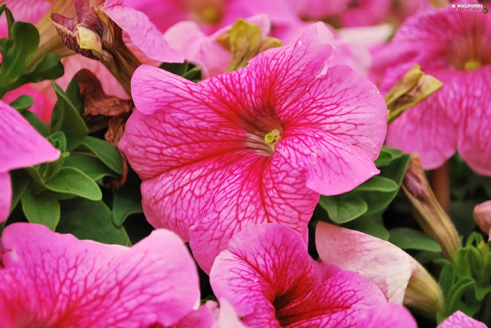 Pink, Flowers