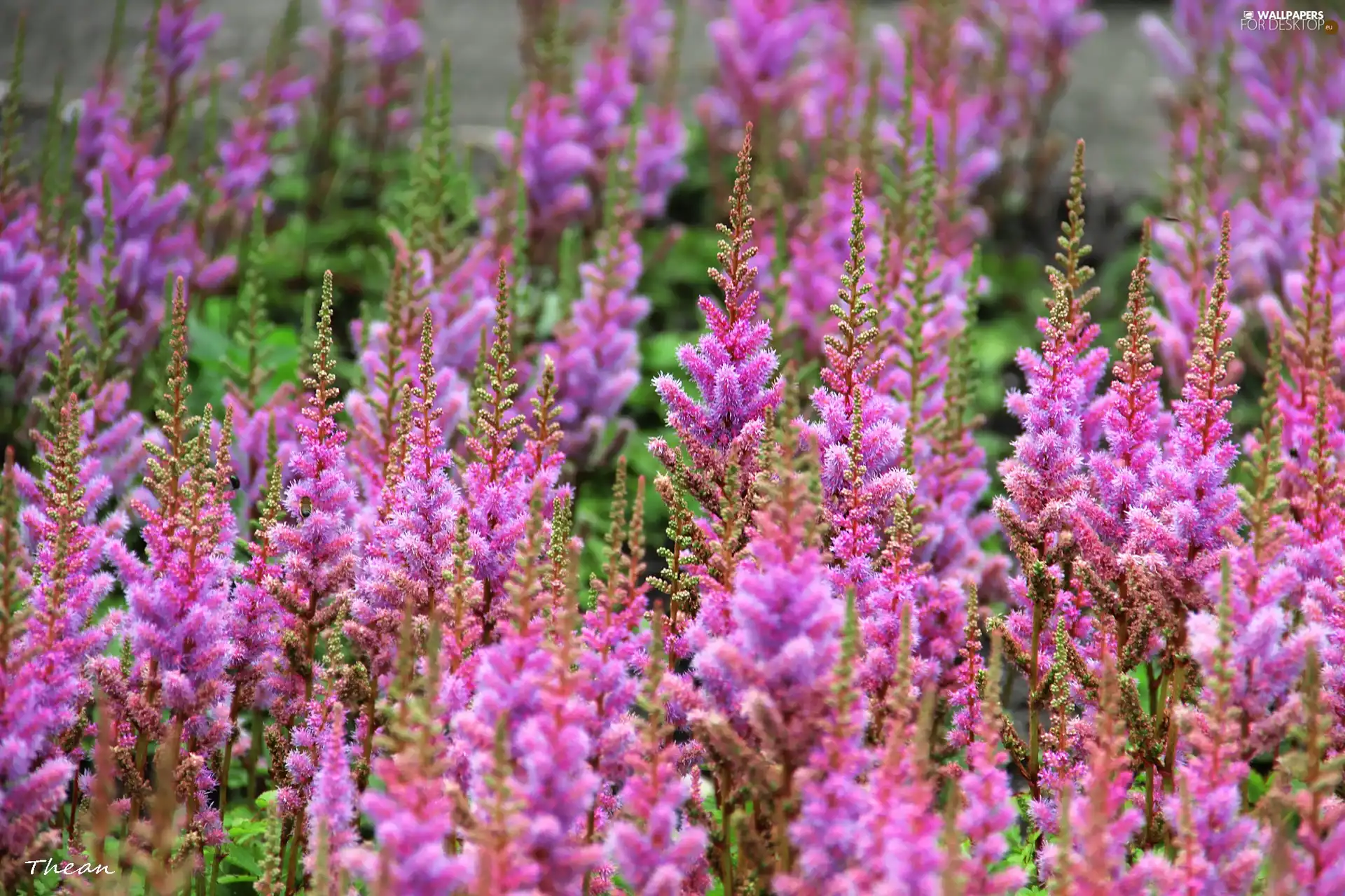 Pink, Flowers