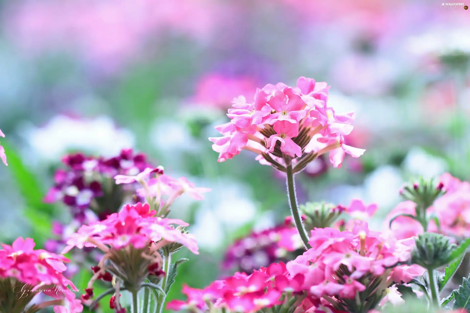 Pink, Flowers