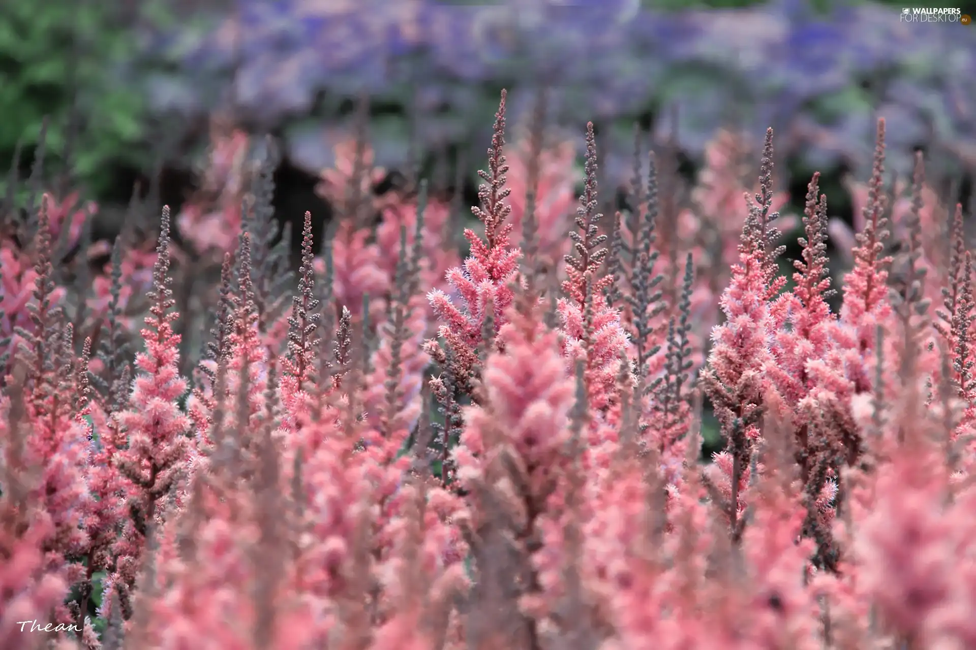 Pink, Flowers