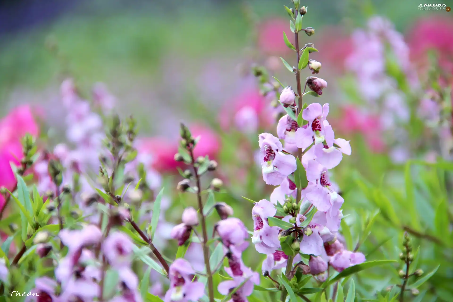 Pink, Flowers