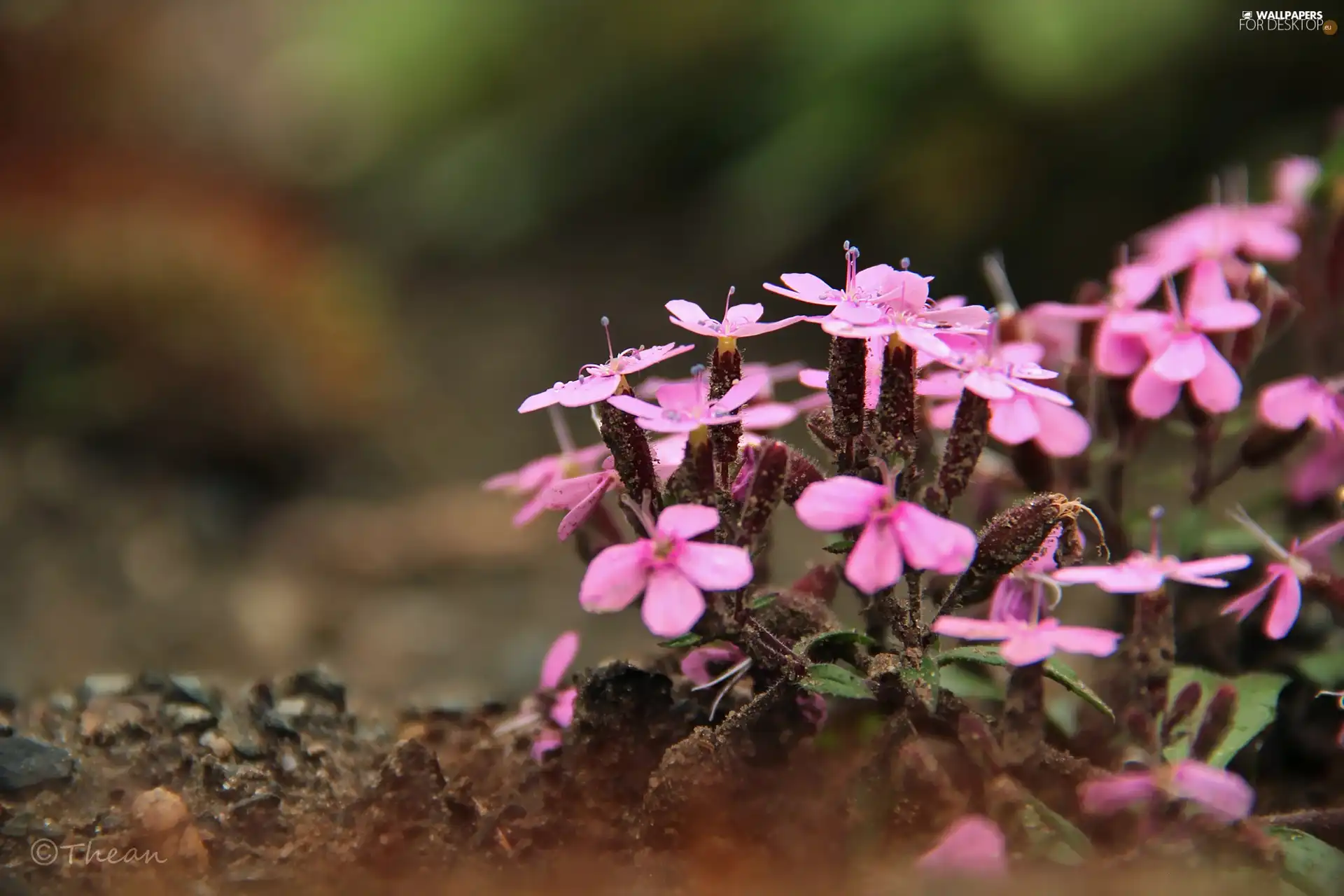 Pink, Flowers