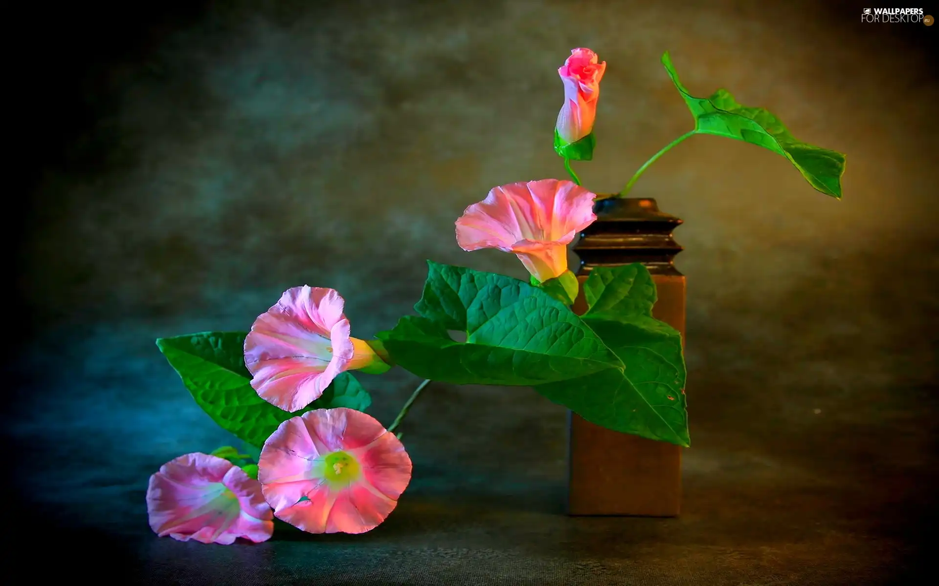 Flowers, bindweed, Pink