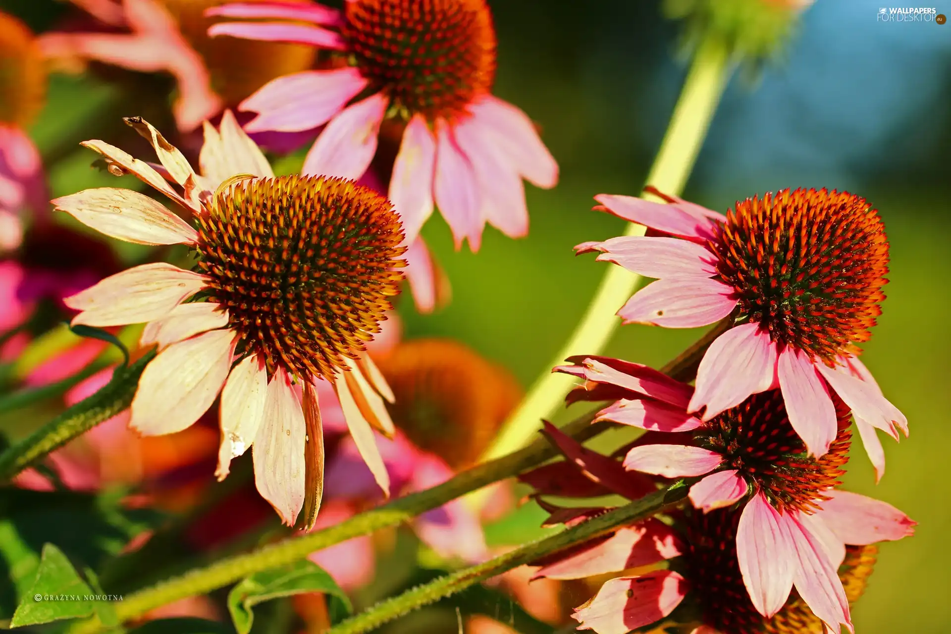 Flowers, echinacea, Pink